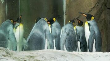 The king penguins standing in front of a mirror, admiring their reflections video