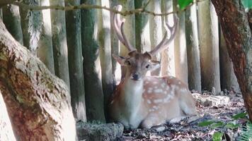 ein Sika Hirsch ist ausgebreitet auf das Wald Fußboden und Blick direkt beim das Linse video