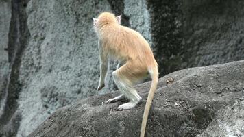 Two red monkeys are perched on a rock video