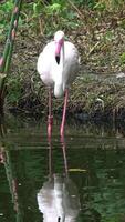 Vertical shot for a flamingo is preening its feathers video