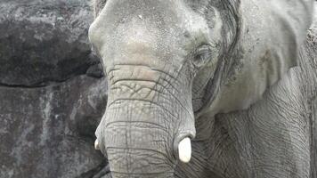 An elephant is fanning itself with its enormous ears video