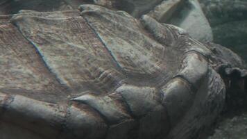 A group of alligator snapping turtles are submerged video