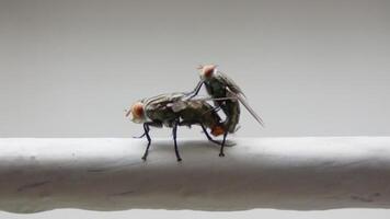 Macro shot for two flies caught in the act of reproduction. video