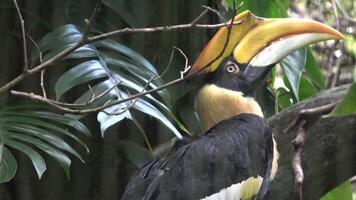 The toucan is perched on a branch, scanning its surroundings video