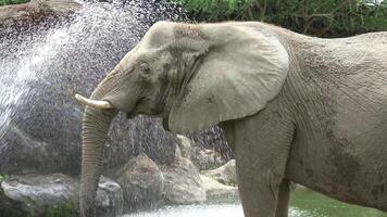 An elephant is using its trunk to drink water. video
