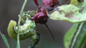 Close-up for a polistes gigas wasp is feeding on a caterpillar video