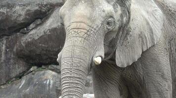 An elephant standing in front of a rock video