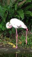 Vertical shot for a flamingo is preening its feathers video