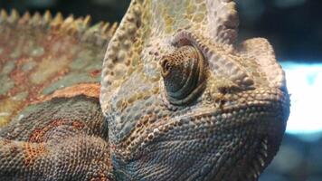 Close-up for a veiled chameleon with its eyes constantly moving video