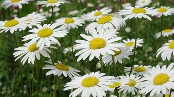 Blooming flowers dancing in the wind