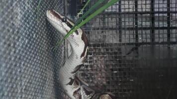 A python is frantically searching for an exit inside its enclosure video
