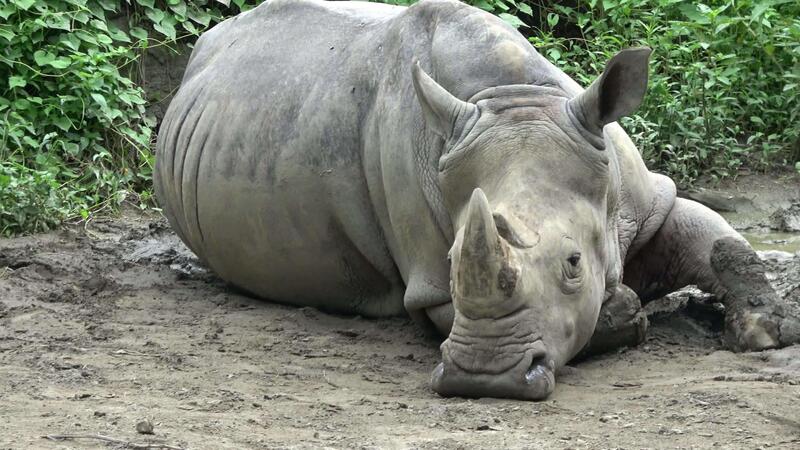 Twi rhinos are sprawled on the mud, resting 53653115 Stock Video at Vecteezy