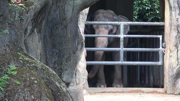 The elephant is pacing back and forth in its enclosure, showing signs of anxiety video