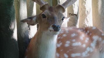 A sika deer is sprawled on the forest floor and gazing directly at the lens video