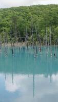 Vertical shot for the scenic beauty of Blue Pond in Furano, Japan video
