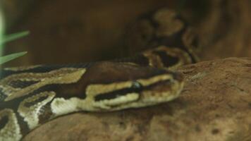 A ball python is resting on a branch video