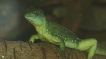 A double-crested basilisk is perched on a tree, surveying its surroundings video