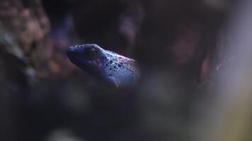 en dendrobates azureus är dölja i de fuktig undervegetation video