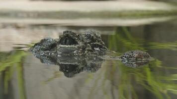 A alligator is currently observing with only its eyes above the water video