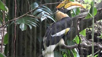 The toucan is perched on a branch, scanning its surroundings video