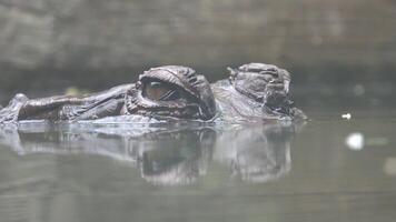 The crocodile is floating with only its eyes visible above the water video