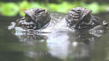 The crocodile is floating with only its eyes visible above the water video