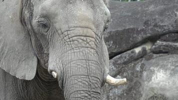 An elephant is fanning itself with its enormous ears video