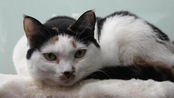 A cat is sleeping with its eyes closed. video