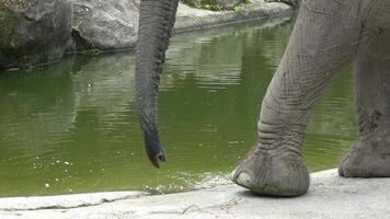 An elephant is using its trunk to drink water. video