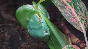 Two red-eyed tree frogs are sleeping while clinging to a leaf video