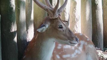 A sika deer is lying on the ground, resting and leisurely looking around video