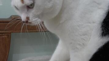 A cat is kneading its paws, possibly on a soft surface like a blanket. video