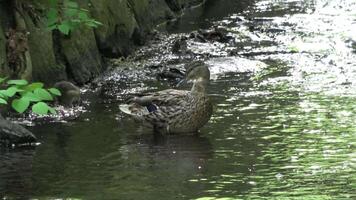 Mother duck leading ducklings foraging in a stream video