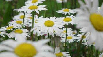 Daisies are blooming in a field with green grass video