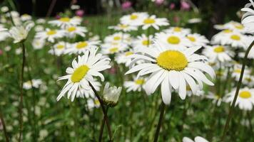 Daisies are blooming in a field with green grass video