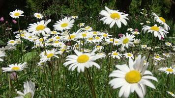 Daisies are blooming in a field with trees and bushes video