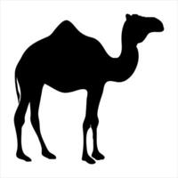 Camel. Black silhouette of a walking camel isolated on a white background. Hand-drawn illustration, not AI vector