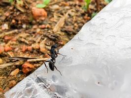 An ant is foraging on a bag in the grass. photo