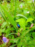 A beetle is standing on a petal on a morning after the rain. photo