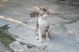 cat sitting on cement floor in the public park photo