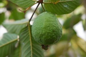 Guava fruit on the tree in the garden with green leaves background photo