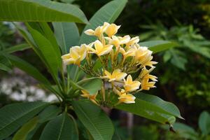 Yellow frangipani flowers with green leaves in the background. photo