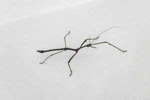 Walking Stick Phasmatodea insect on white wall Krabi Thailand. photo
