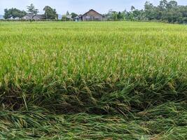 Lush Rice Paddy Field With Rustic Hut In Background photo