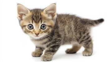 Adorable tabby kitten with bright blue eyes photo