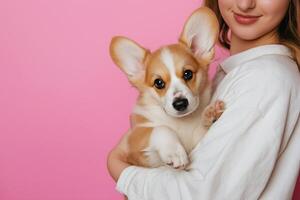 Adorable corgi puppy with woman on pink background photo