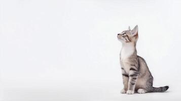 Adorable tabby kitten sitting upright photo