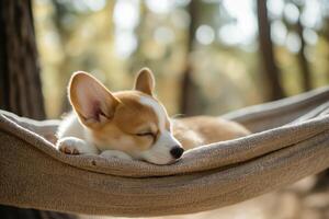 Adorable corgi puppy peacefully napping photo