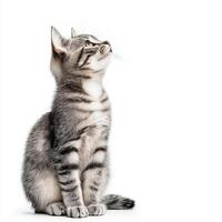 Adorable tabby kitten o white background photo