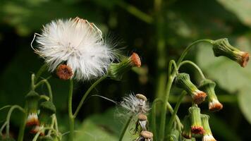 Close up Dandelion flower features a head full of soft white fluff, flanked by several unbloomed green buds. Blurred green foliage background. photo